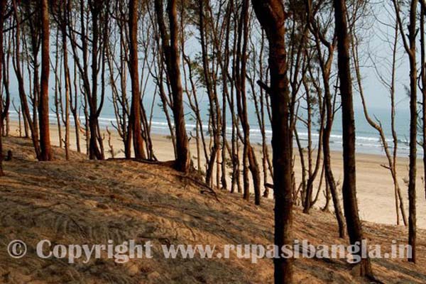 casuarina-trees-at-bankiput